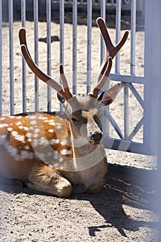 head and horn of a spotted deer