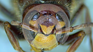 Head of a hornet vespa crabro