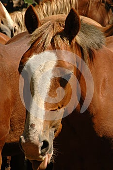 Testa un cavallo 