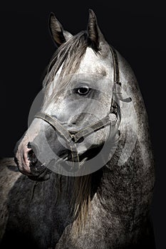 A head of a horse against a black background