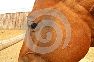 The head of a horse with big and kind eyes.