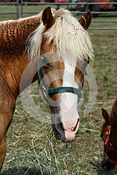 Head of Horse Chewing on Hay and Straw