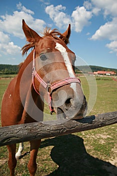 Head of horse in corral and in background is blue cloud