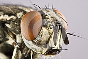 Head of horse fly with huge compound eye