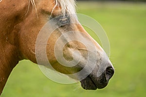 Head of a horse with many flies