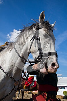 head of a horse with partial harness in view