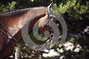 The head is horse, wearing bridle, bit and other accoutrement for equestrian sports