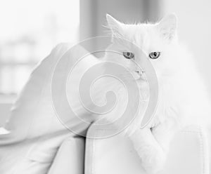 The best of breed cat photo