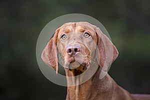 Head of hungarian hound dog