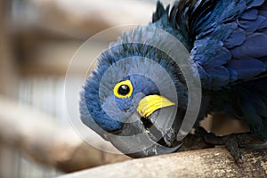 Head of Hyacinth Macaw