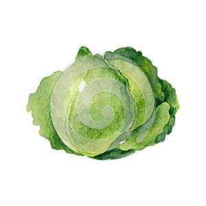 Head if green cabbage isolated on white background. Watercolor illustration