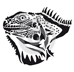 Head of iguana - lizard Sauria