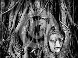 Head of image of buddha in tree root3