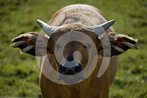 Head on image of a congo buffalo