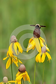 A Head-on Image of a Gold and Black Bumble Bee Pollinating a Yellow Coneflower