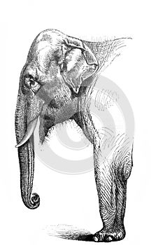 The head of Indien elephant in the old book Meyers Lexicon, vol. 5, 1897, Leipzig