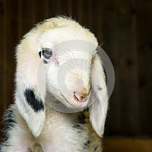 Head of innocent newborn lamb photo