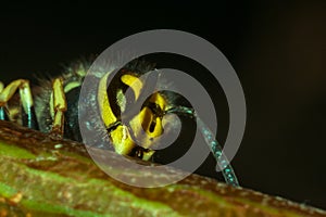 The head of the insect wasp