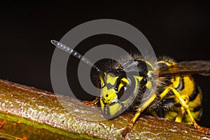 The head of the insect wasp