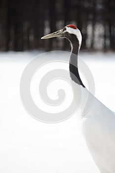 Head of Japanese red-crowned crane in winter