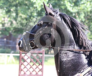 Head of a jumper horse against natural background of contest