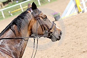 Head of a jumper horse against natural background of contest