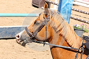 Head of a jumper horse against natural background of contest