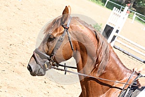 Head of a jumper horse against natural background of contest