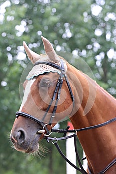 Head of a jumper horse against natural background of contest