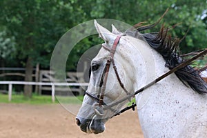 Head of a jumper horse against natural background of contest