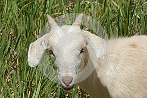 Head of kiko goat
