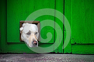 Head of Labrador dog with head sticking through cat flap in yellow wooden door