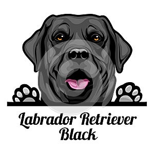 Head Labrador Retriever Black - dog breed. Color image of a dogs head isolated on a white background