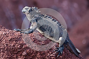 Head of land iguana on rock