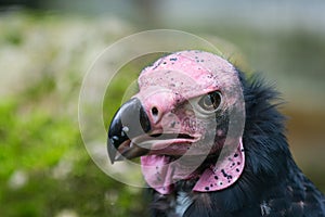 Head of Lappet-faced or Nubian Vulture