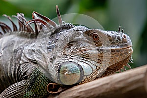 The head of a large adult iguana closeup.