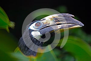 Head with the large beak of an oriental pied-hornbill bird between green tropical leaves