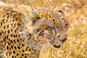 Head of a large cheetah. Masai Mara. Kenya, Africa