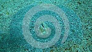 The head of a large eel sticks out of the sand and often opens its mouth for breathing near a coral reef, Red Sea