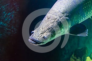 Head of large fish with relief in the aquarium