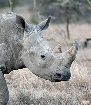 Head of large white rhino. SweetWater.