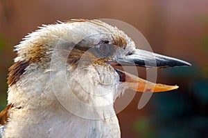 Head of a laughing kookaburra with an open beak in profile view