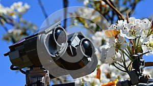 Head of LEGO Wall-E robot model from Disney Pixar animated science fiction movie examining closely blossoming white spring flowers