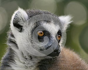 Close Up of Ring-tailed lemurLemur catta. Portrait cute long-tailed lemur.