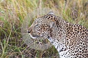 Head of a leopard close-up. Masai Mara, Kenya