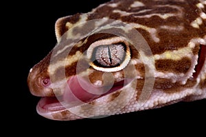 Head of a Leopard Gecko