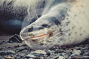 Head of a Leopard seal