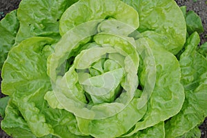 Head of lettuce