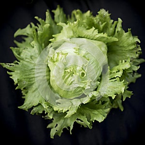 Head of Lettuce on black background