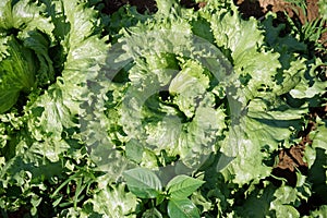 head lettuce cultural practice, production field